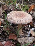 Close-up of the mushroom among colorful dry autumn leaves in the forest
