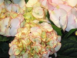 bush of hydrangea flowers