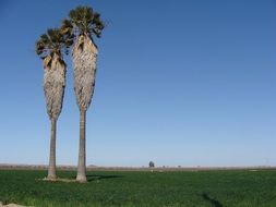 incredibly handsome Palm Trees