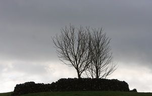 gloomy sky over tree silhouettes