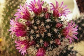 cactus with pink small flowers close up