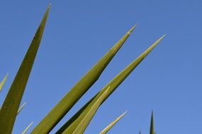 tips of Palm tree leaves at sky