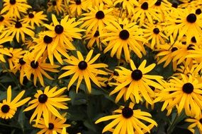 meadow with yellow daisies