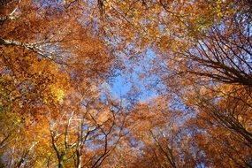 Colorful foliage on the beautiful trees in autumn