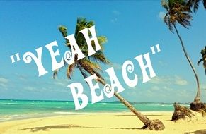 beach with palm trees near the sea