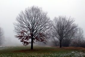 Foggy forest