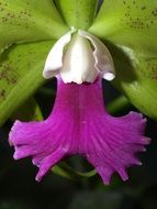 Bright Violet Orchid Flower macro photo