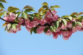 pink cherry blossom at sky