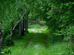landscape of path through green Summer Forest in Sweden