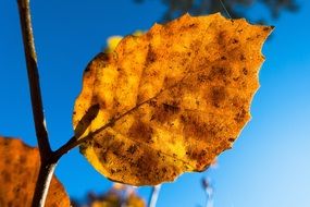 yellow autumn foliage of beech in the sunlight