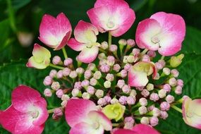 Hydrangea flower garden