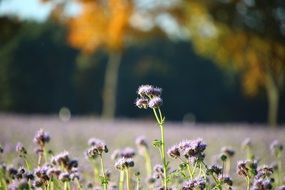 Field Flowers Autumn Phacelia