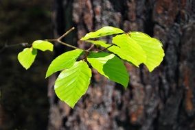 Foliage Forest Green