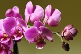 pink Orchid Flower