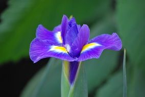 magnificent Iris Flower