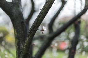 Tiny flower on a tree