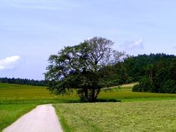 Landscape Picture of Tree In The Fall