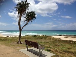 bench near a tree on the beach