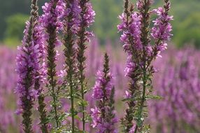 bright pink blooming meadow on a sunny day