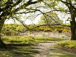Veluwe Forest Trees