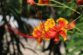 stunningly beautiful orange exotic Flower