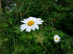 two white daisies among greenery
