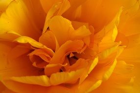 yellow tumor tulip blossomed