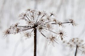 inflorescences in the snow in frost closeup