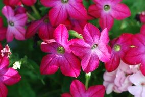 bush with pink flowers in the sun close up