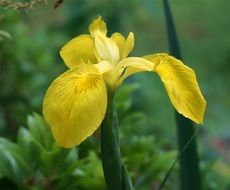 Yellow iris flowers blossom