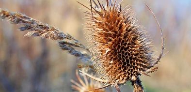 dry thistle plant close up