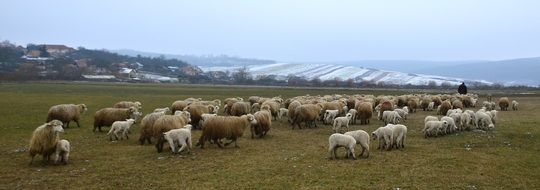 Fauna Winter Life