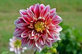 pink-white dahlia in the garden on a sunny day