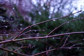 close-up view of bare branch in raindrops