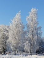 birch trees with hoarfrost on branches in winter