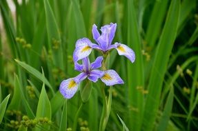 Violet flowers blossom in the garden