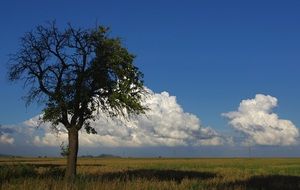 tree among the field on a sunny day