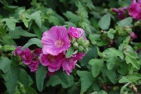 Pink hibiscus blossoms