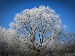 frost trees winter scene