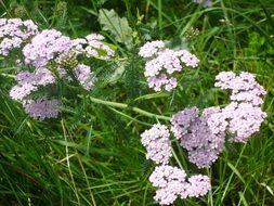 closeup view of pink flowers among green grass