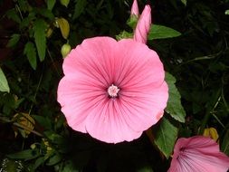 blooming summer flower close-up