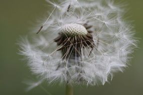 macro picture of dandelion head seeds