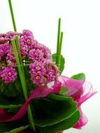 potted pink flowers