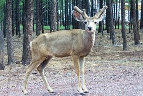 young deer in the forest in the reserve