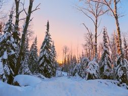 early morning in a snowy forest at dusk