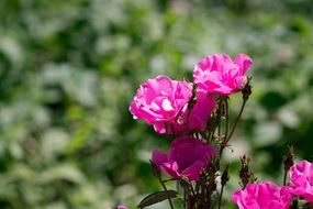 bush of pink roses in a sunny garden