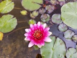 delightful Pond Water Lily