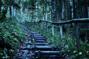 wooden staircase for hiking in a forest in bavaria