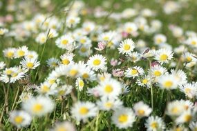 many white daisies on a green lawn
