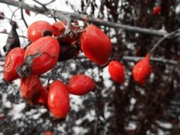 red rosehip berries on a background of a winter landscape